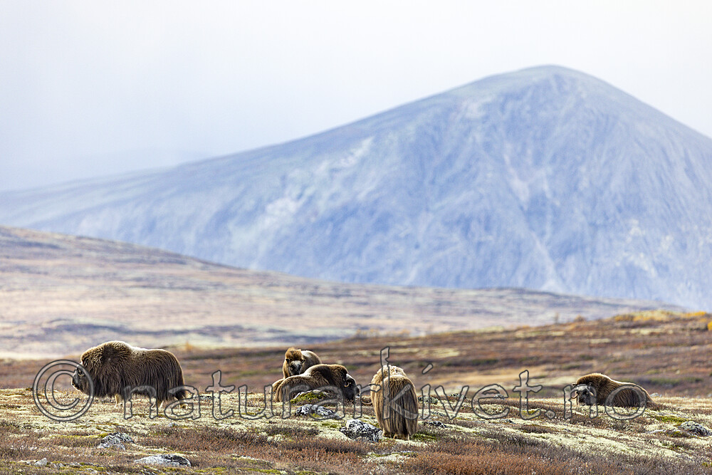 KA_230930_73 / Ovibos moschatus / Moskusfe