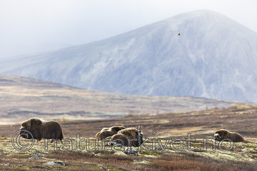 KA_230930_74 / Ovibos moschatus / Moskusfe