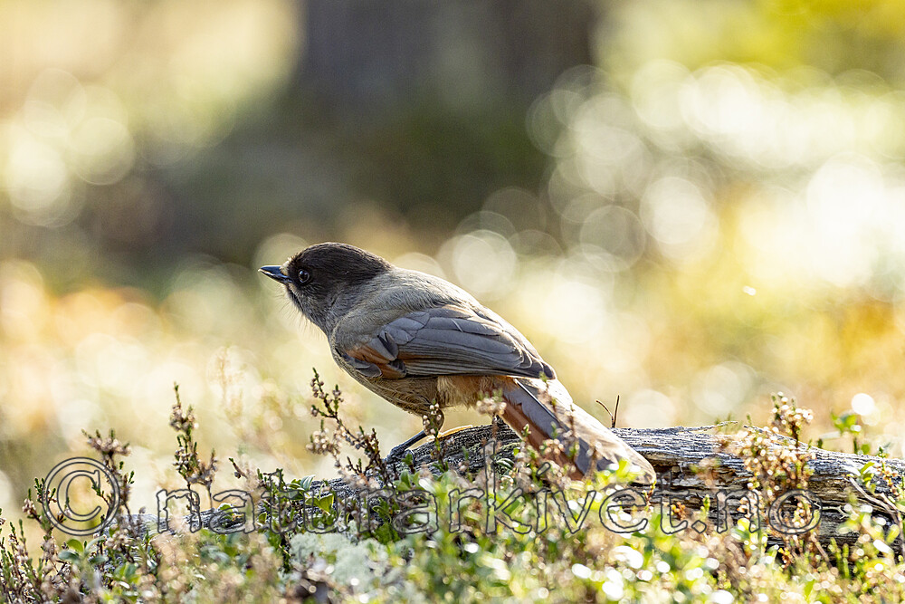 KA_231001_16 / Perisoreus infaustus / Lavskrike