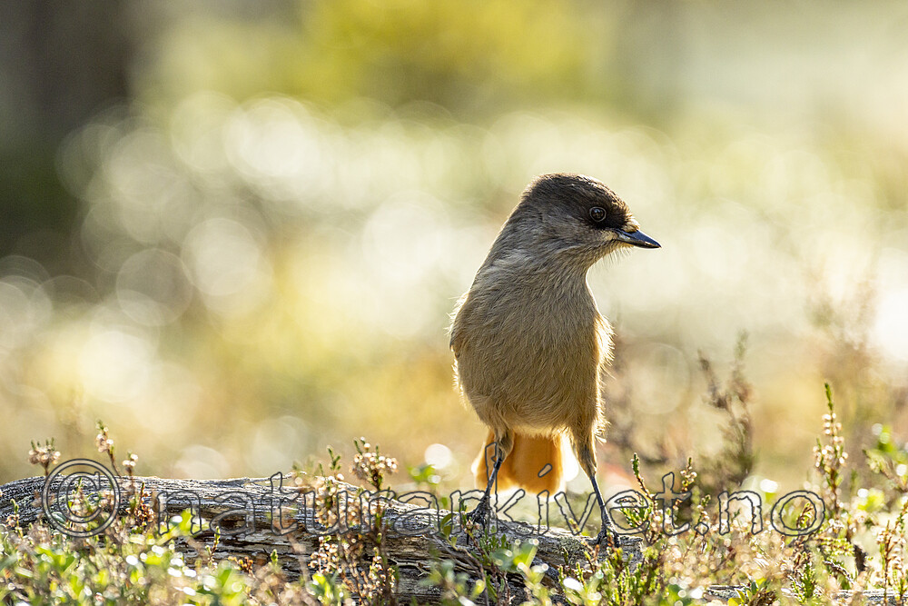 KA_231001_22 / Perisoreus infaustus / Lavskrike