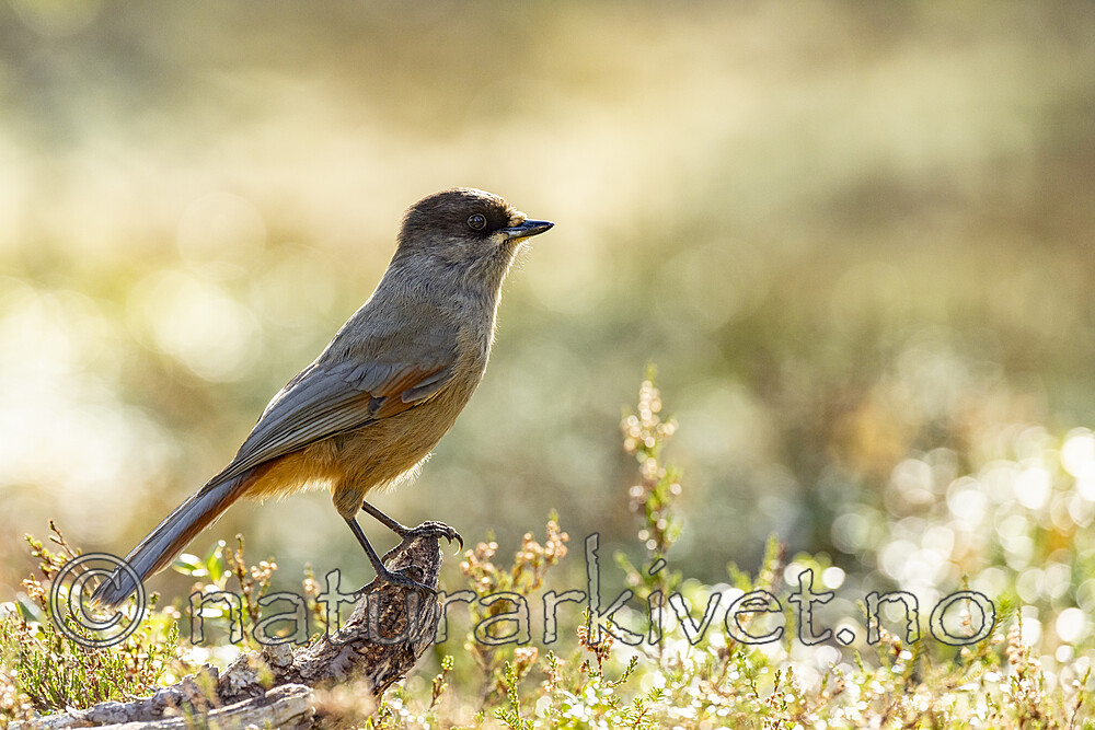 KA_231001_24 / Perisoreus infaustus / Lavskrike