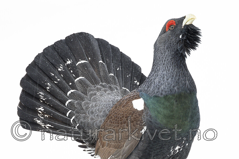 KA_240324_112 / Tetrao urogallus / Storfugl