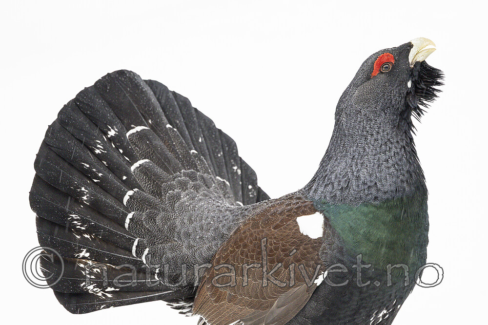 KA_240324_114 / Tetrao urogallus / Storfugl
