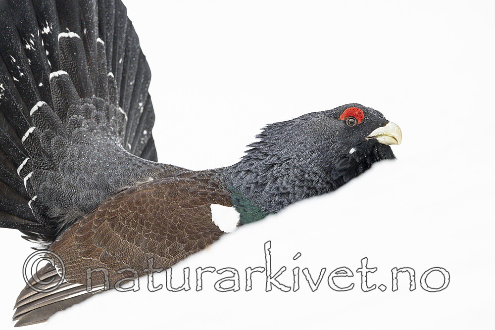 KA_240324_115 / Tetrao urogallus / Storfugl