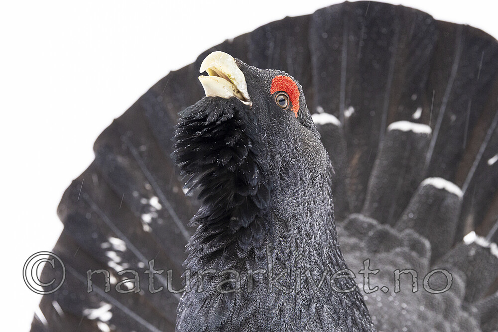 KA_240324_122 / Tetrao urogallus / Storfugl