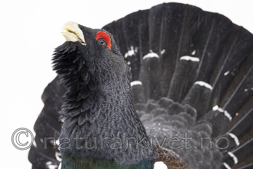 KA_240324_125 / Tetrao urogallus / Storfugl