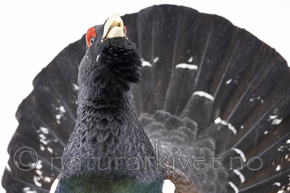 KA_240324_126 / Tetrao urogallus / Storfugl