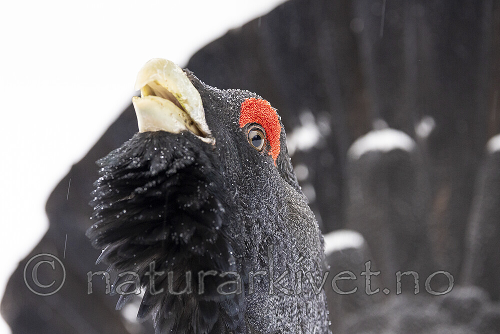 KA_240324_127 / Tetrao urogallus / Storfugl