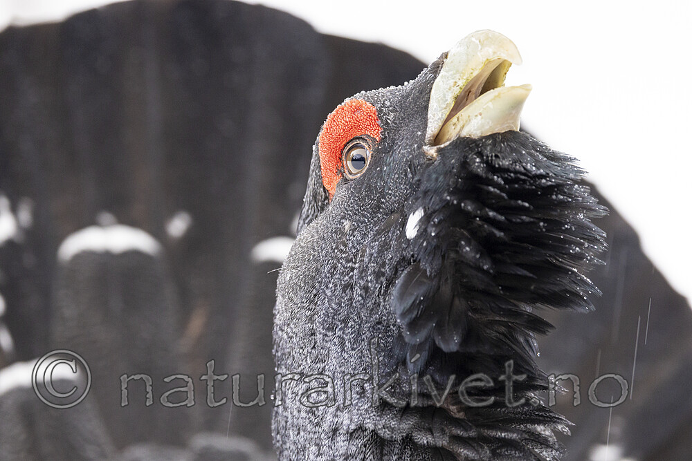 KA_240324_128 / Tetrao urogallus / Storfugl