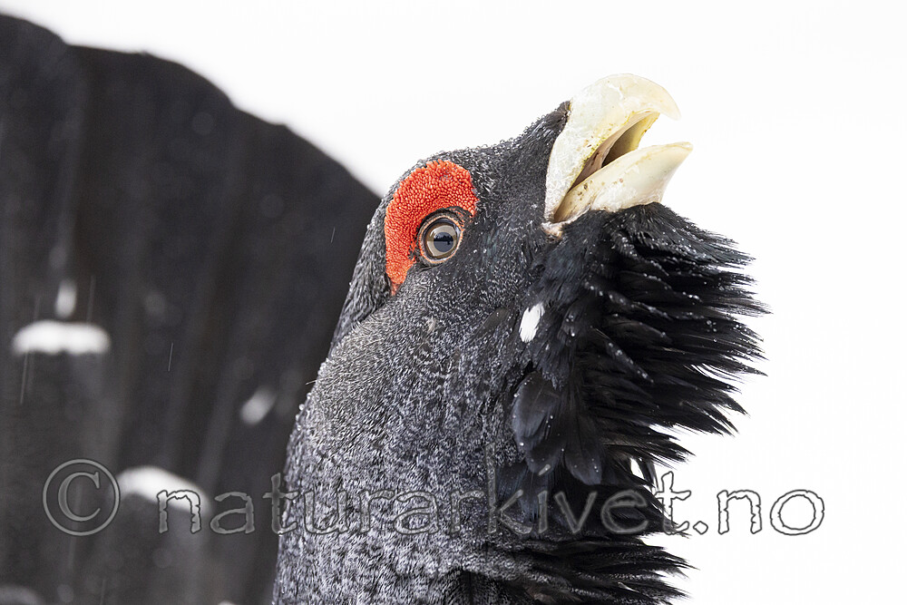 KA_240324_129 / Tetrao urogallus / Storfugl