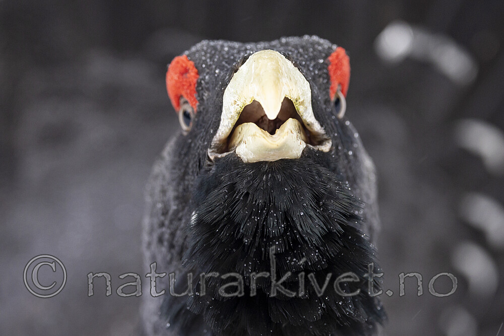KA_240324_131 / Tetrao urogallus / Storfugl