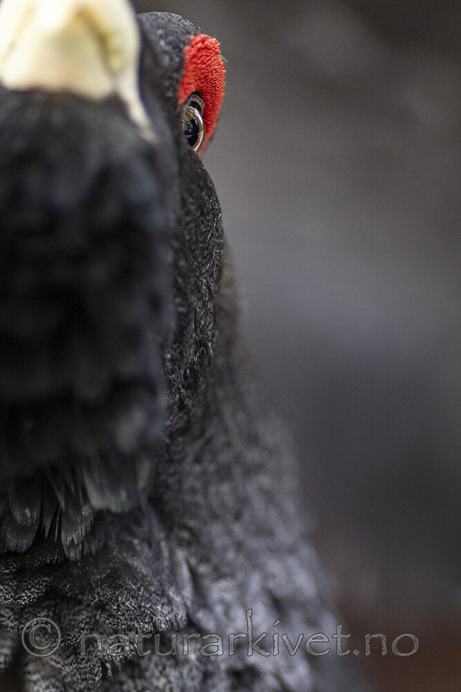 KA_240324_15 / Tetrao urogallus / Storfugl