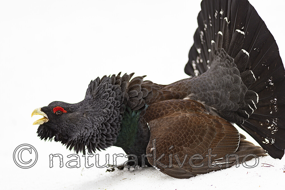 KA_240324_30 / Tetrao urogallus / Storfugl