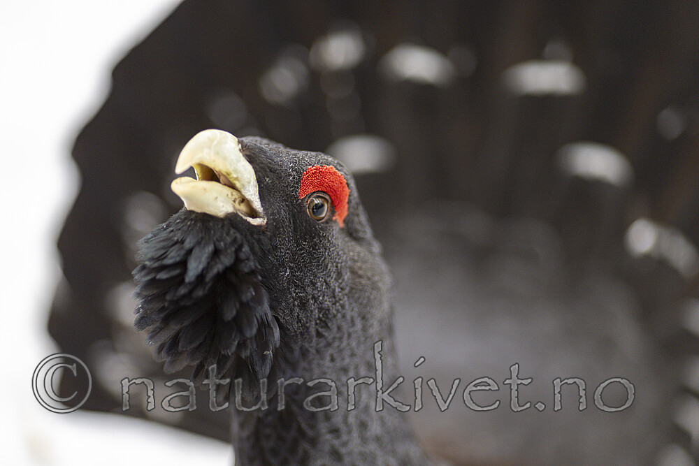 KA_240324_47 / Tetrao urogallus / Storfugl