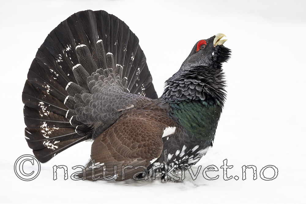 KA_240324_70 / Tetrao urogallus / Storfugl