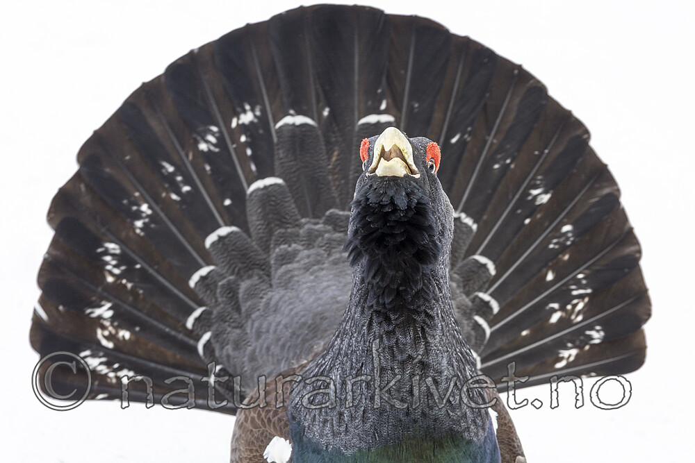 KA_240324_75 / Tetrao urogallus / Storfugl