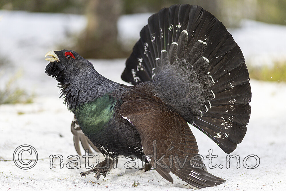 KA_240324_8 / Tetrao urogallus / Storfugl