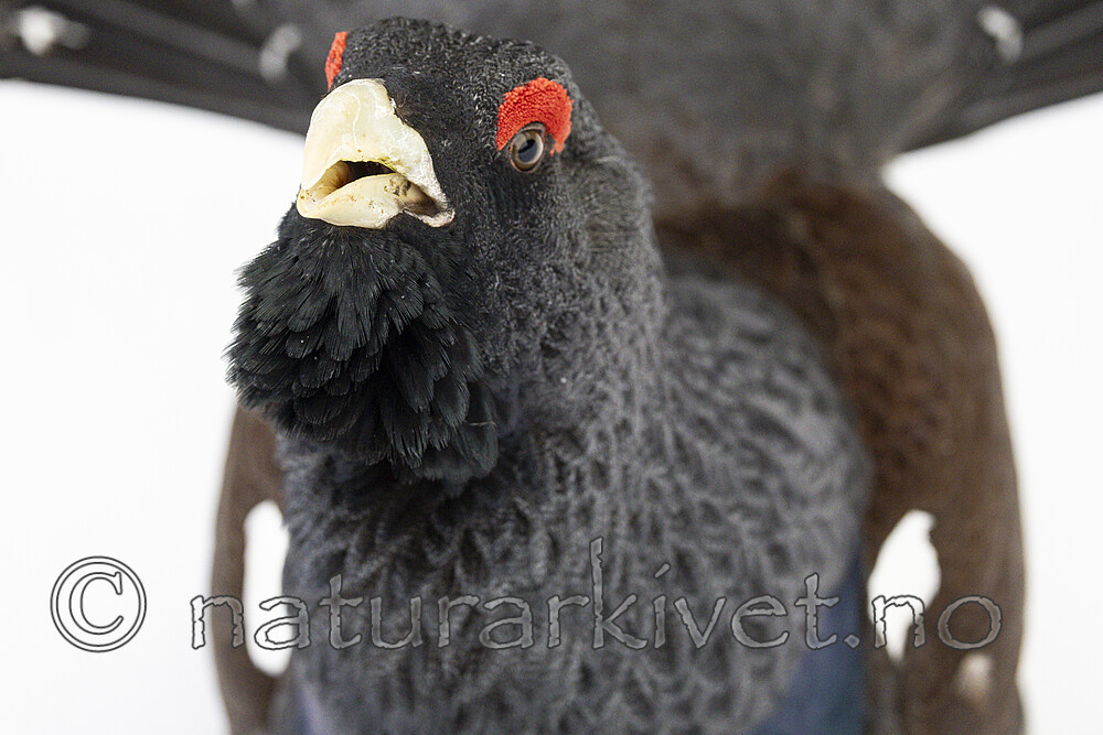 KA_240324_84 / Tetrao urogallus / Storfugl