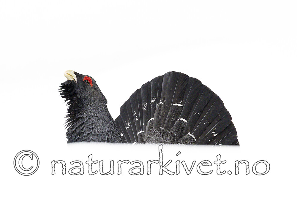 KA_240324_89 / Tetrao urogallus / Storfugl