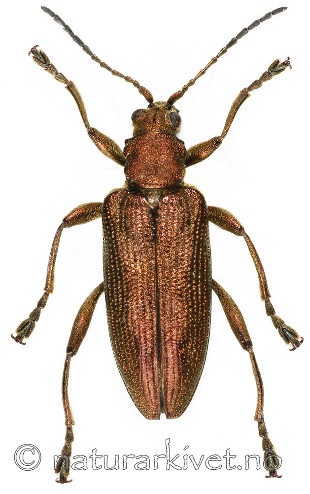 KA_brevicornis / Donacia brevicornis