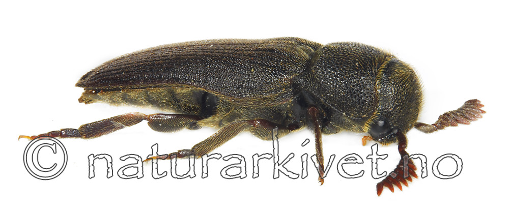 KA_buprestoides_side / Melasis buprestoides / Kamråtevedbille