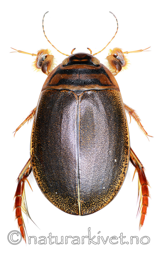 KA_canaliculatus / Acilius canaliculatus