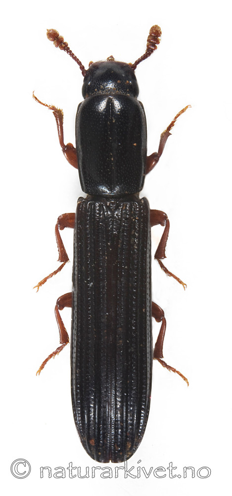 KA_elongatum / Colydium elongatum