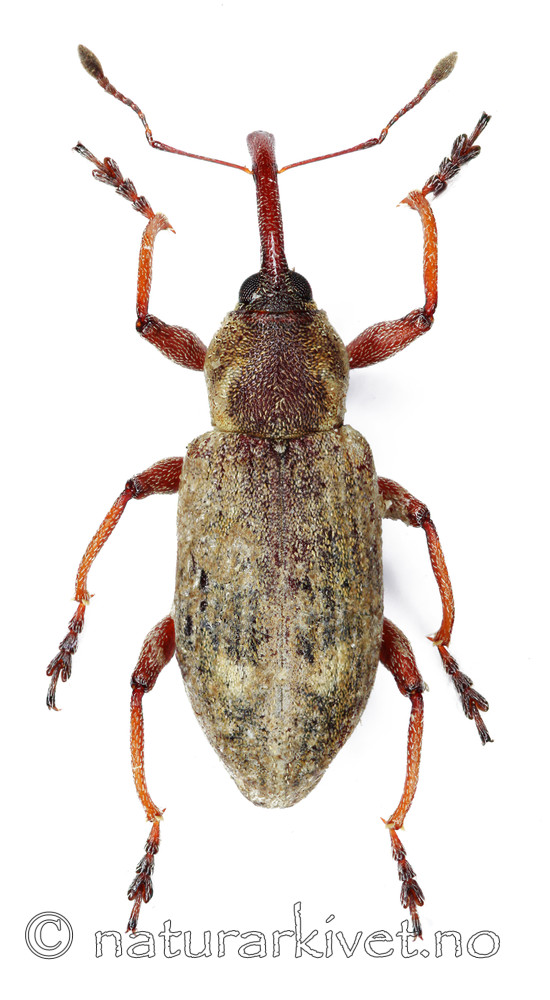 KA_festucae / Thryogenes festucae