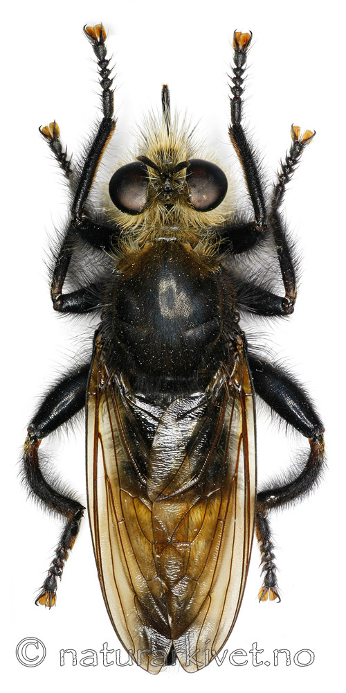 KA_gibbosa_over / Laphria gibbosa / Pukkelrygget rovflue