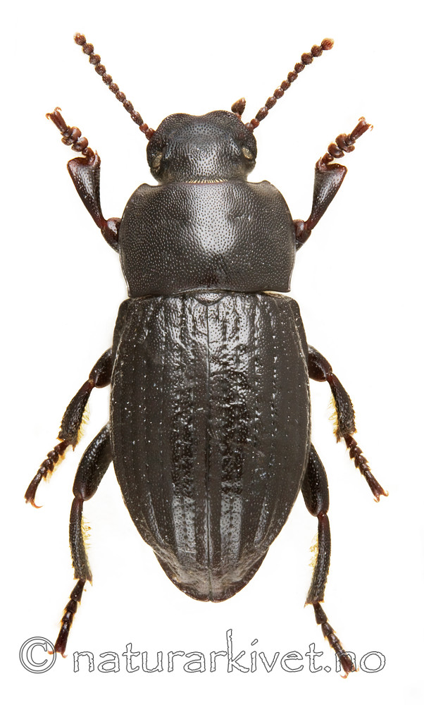 KA_gibbus / Phylan gibbus