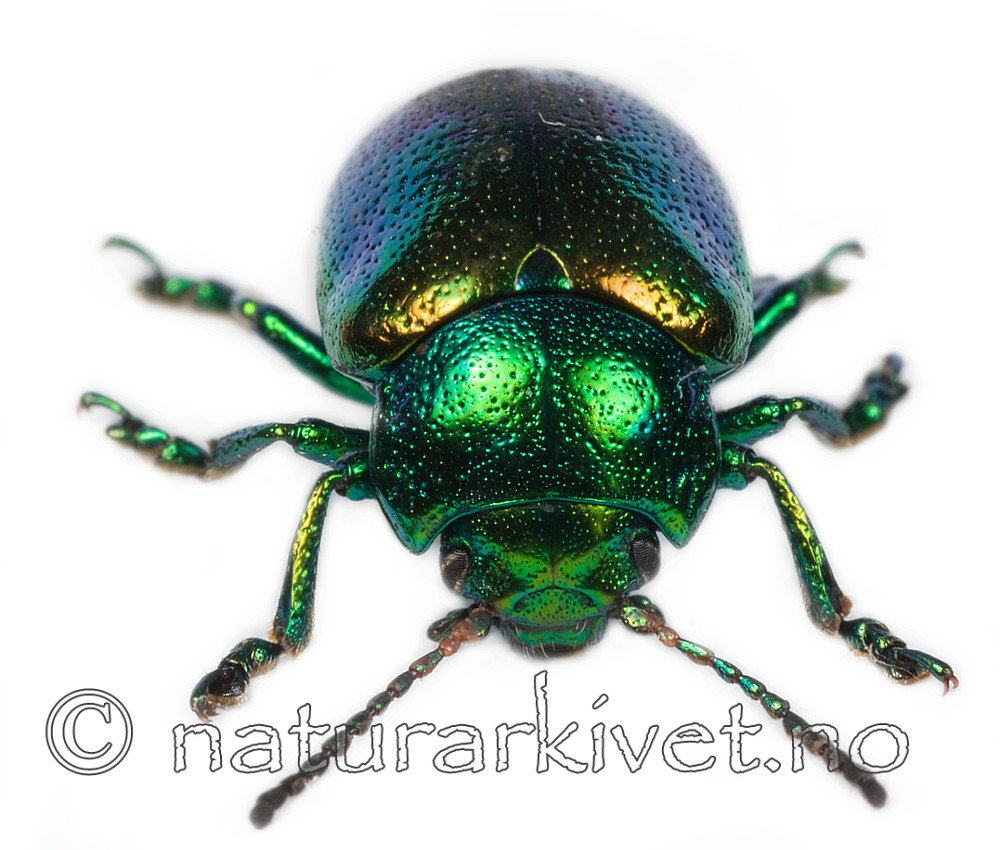 KA_graminis_front / Chrysolina graminis