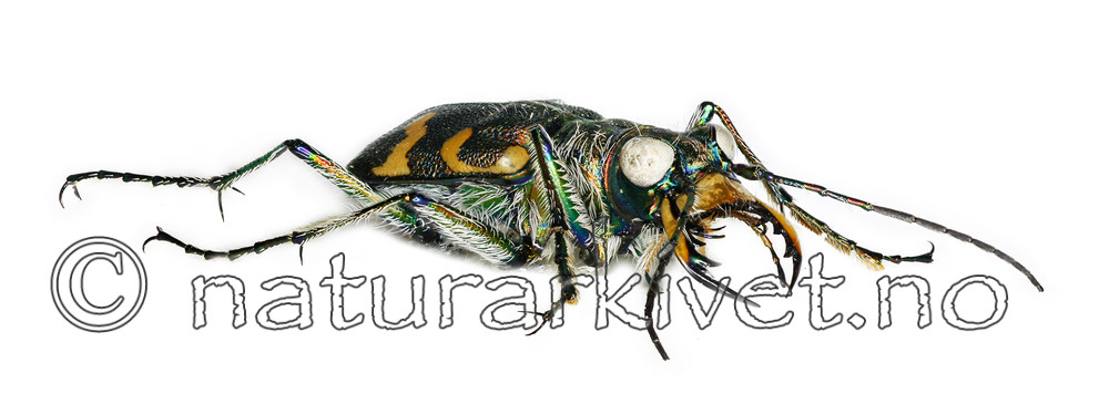 KA_hybrida_side / Cicindela hybrida