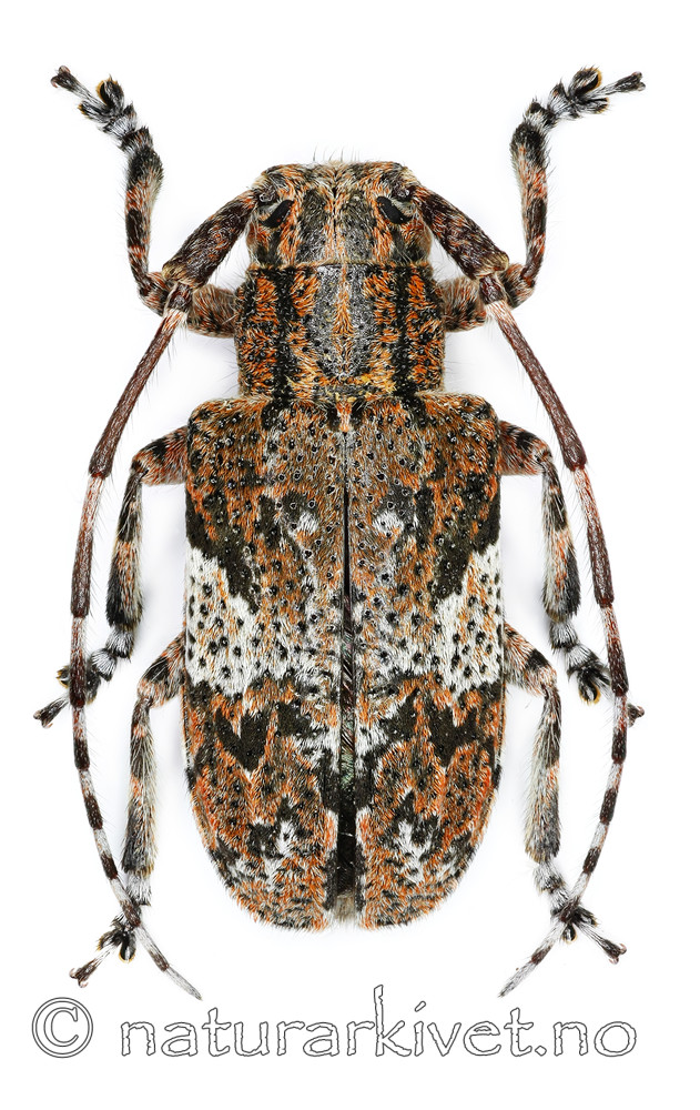 KA_nebulosa_over / Mesosa nebulosa