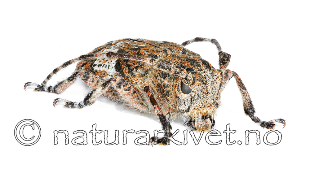 KA_nebulosa_side / Mesosa nebulosa