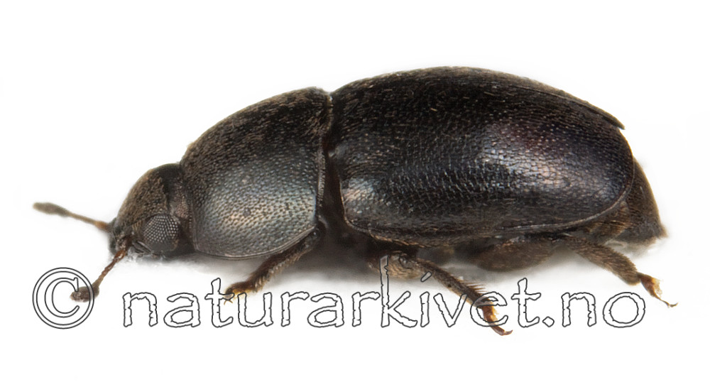 KA_norvegicus_side / Meligethes norvegicus / Dragehodeglansbille