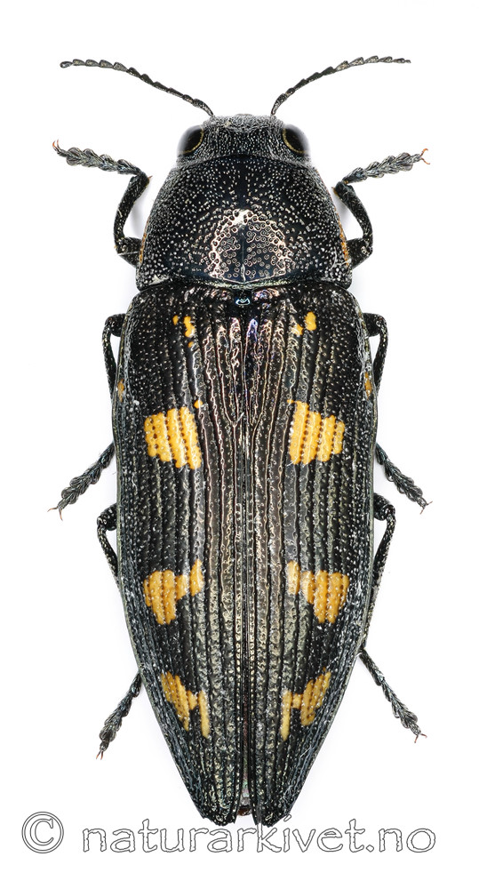 KA_novemmaculata_over / Buprestis novemmaculata / Niflekkpraktbille