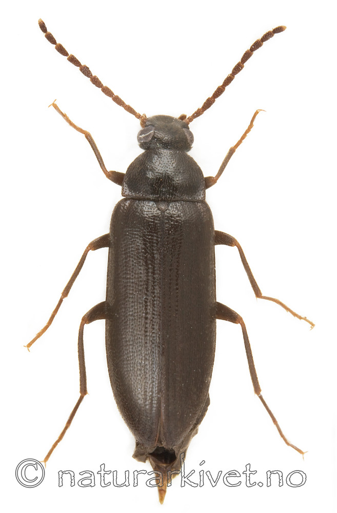 KA_obscura / Mycetochara obscura