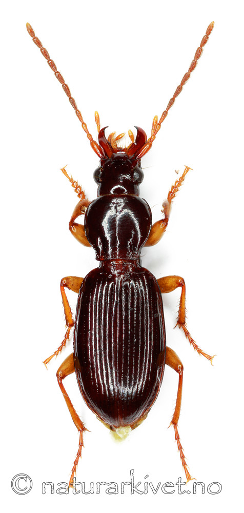 KA_pumicatus_over / Stomis pumicatus