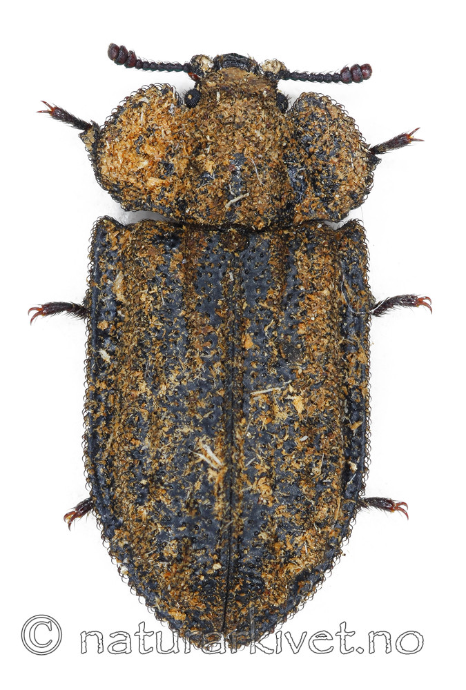 KA_scabra / Calitys scabra / Furugnagbille