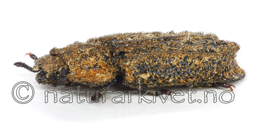 KA_scabra_side / Calitys scabra / Furugnagbille