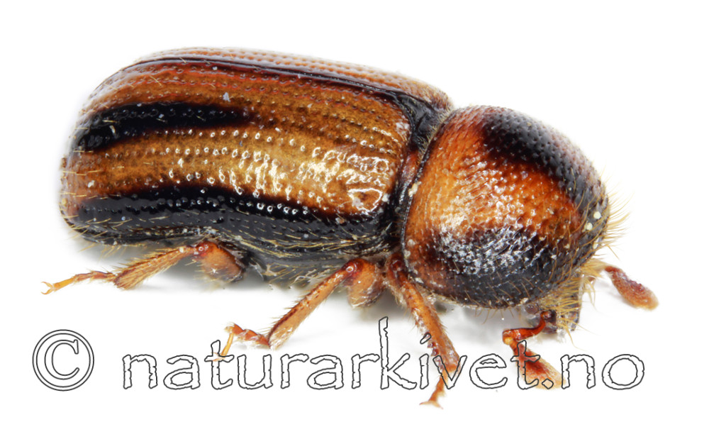 KA_signatum_side / Trypodendron signatum