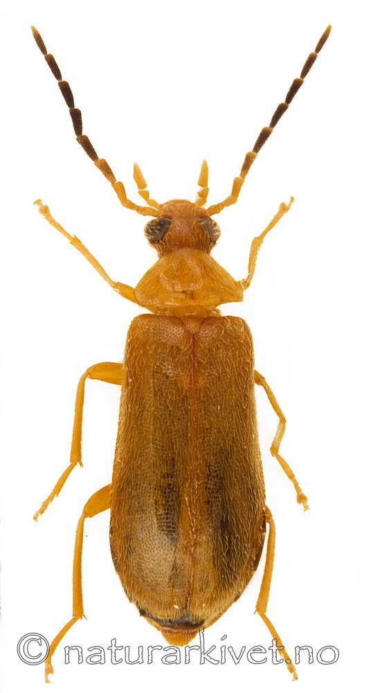 KA_testaceus / Conopalpus testaceus
