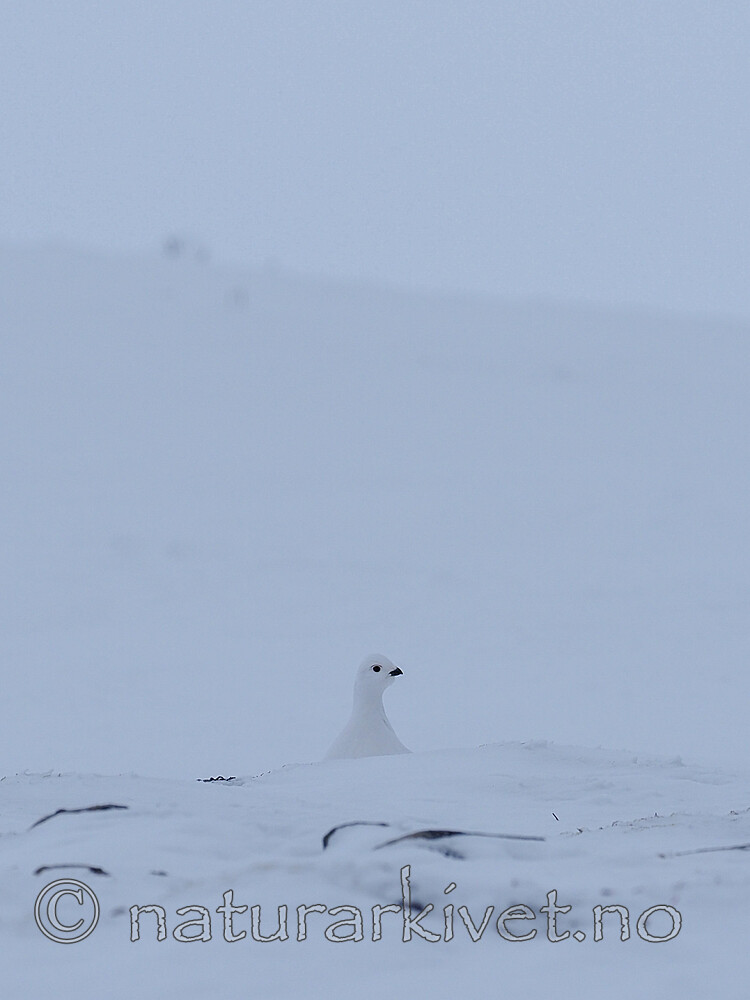 P1010012 / Lagopus lagopus / Lirype