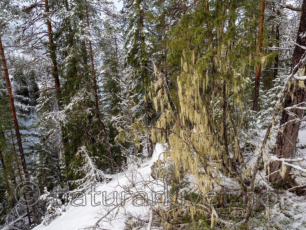 P2154923 / Evernia divaricata / Mjuktjafs
