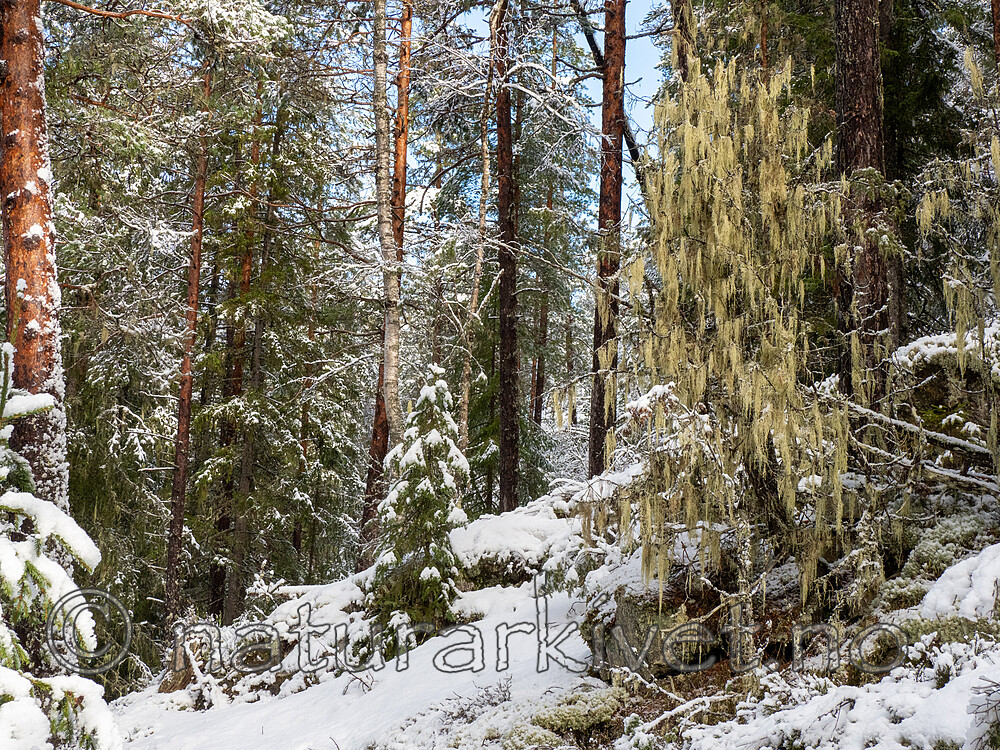 P2154934 / Evernia divaricata / Mjuktjafs