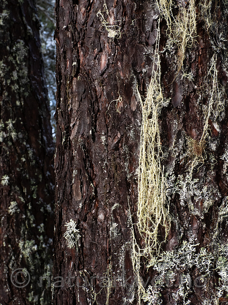 P2154944 / Evernia divaricata / Mjuktjafs