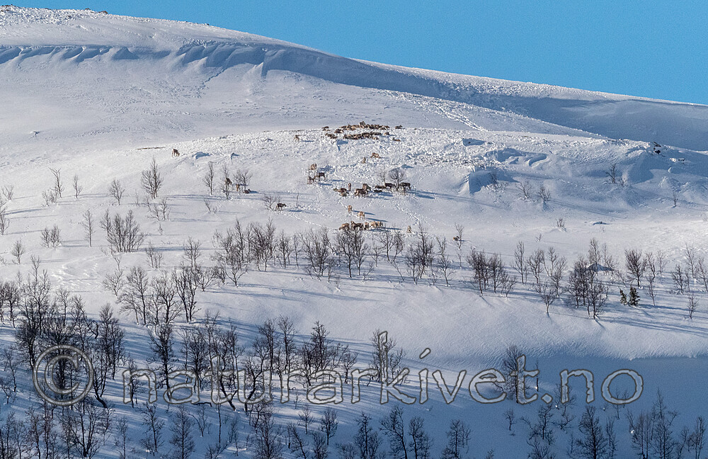 P3091273 / Rangifer tarandus / Rein