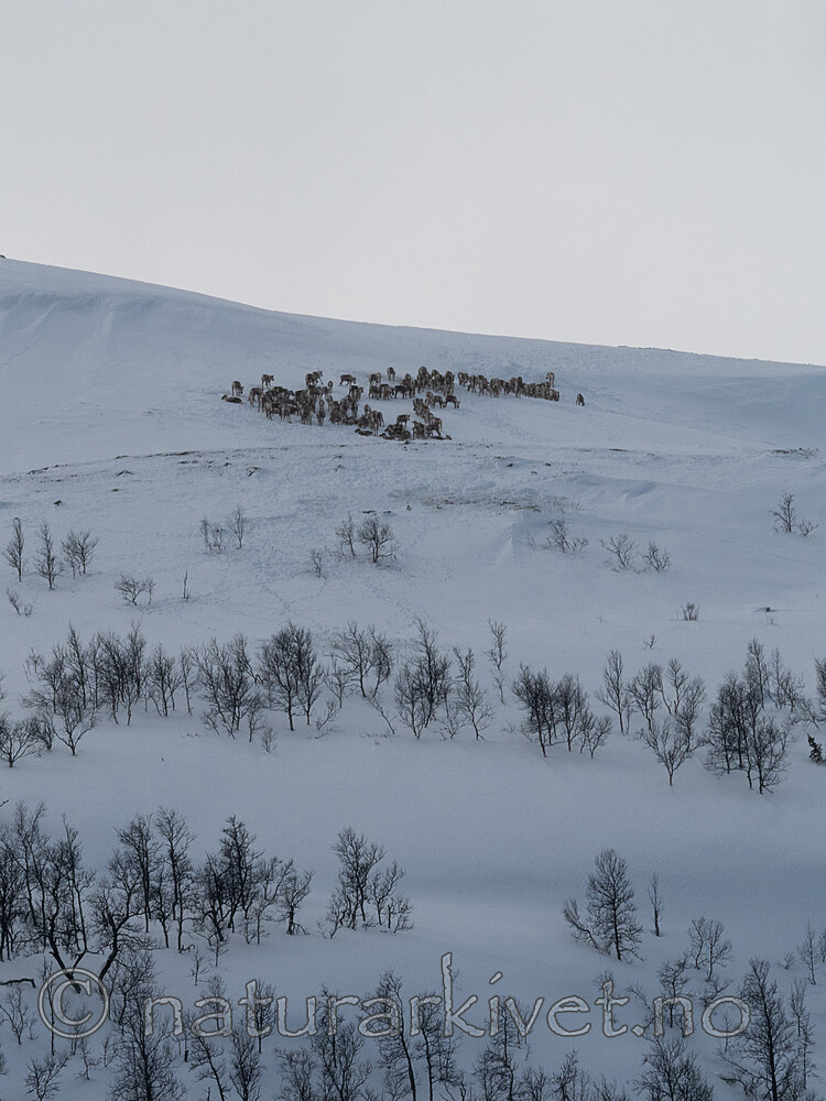 P3091296 / Rangifer tarandus / Rein