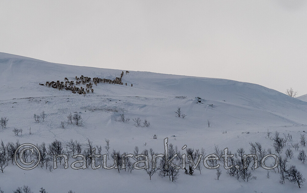 P3091301 / Rangifer tarandus / Rein