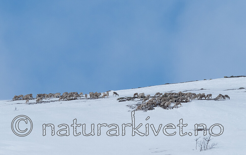 P4121368 / Rangifer tarandus / Rein